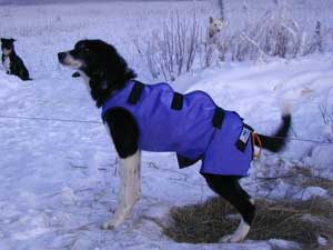 Sled dog best sale gear