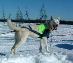 Dog mushing best sale equipment