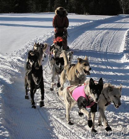 Sled dog supplies sales