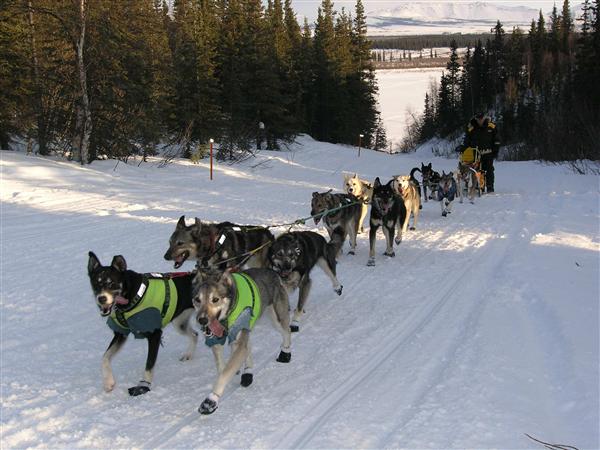 Dog mushing supplies top