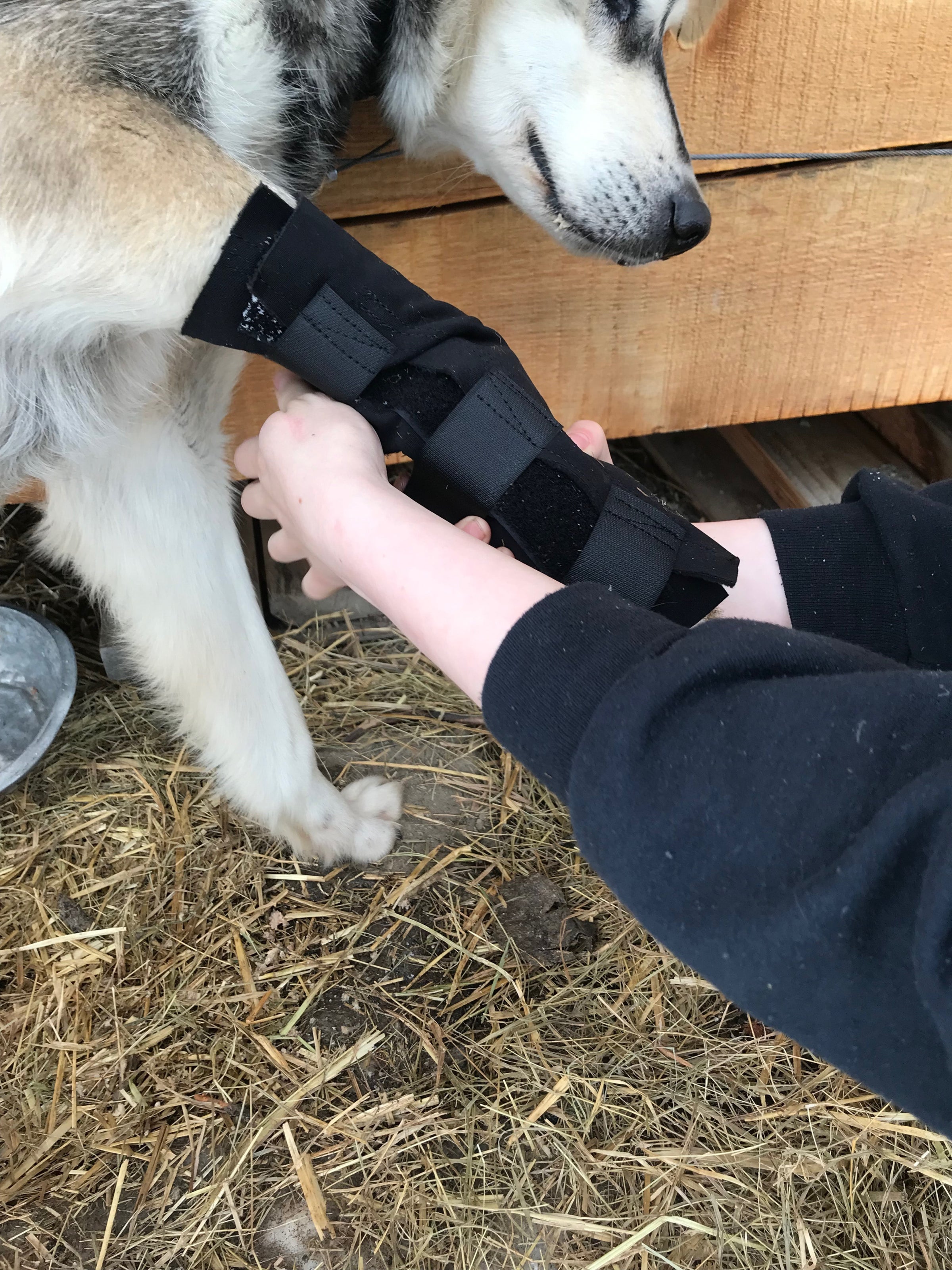 Dog clearance wrist wrap
