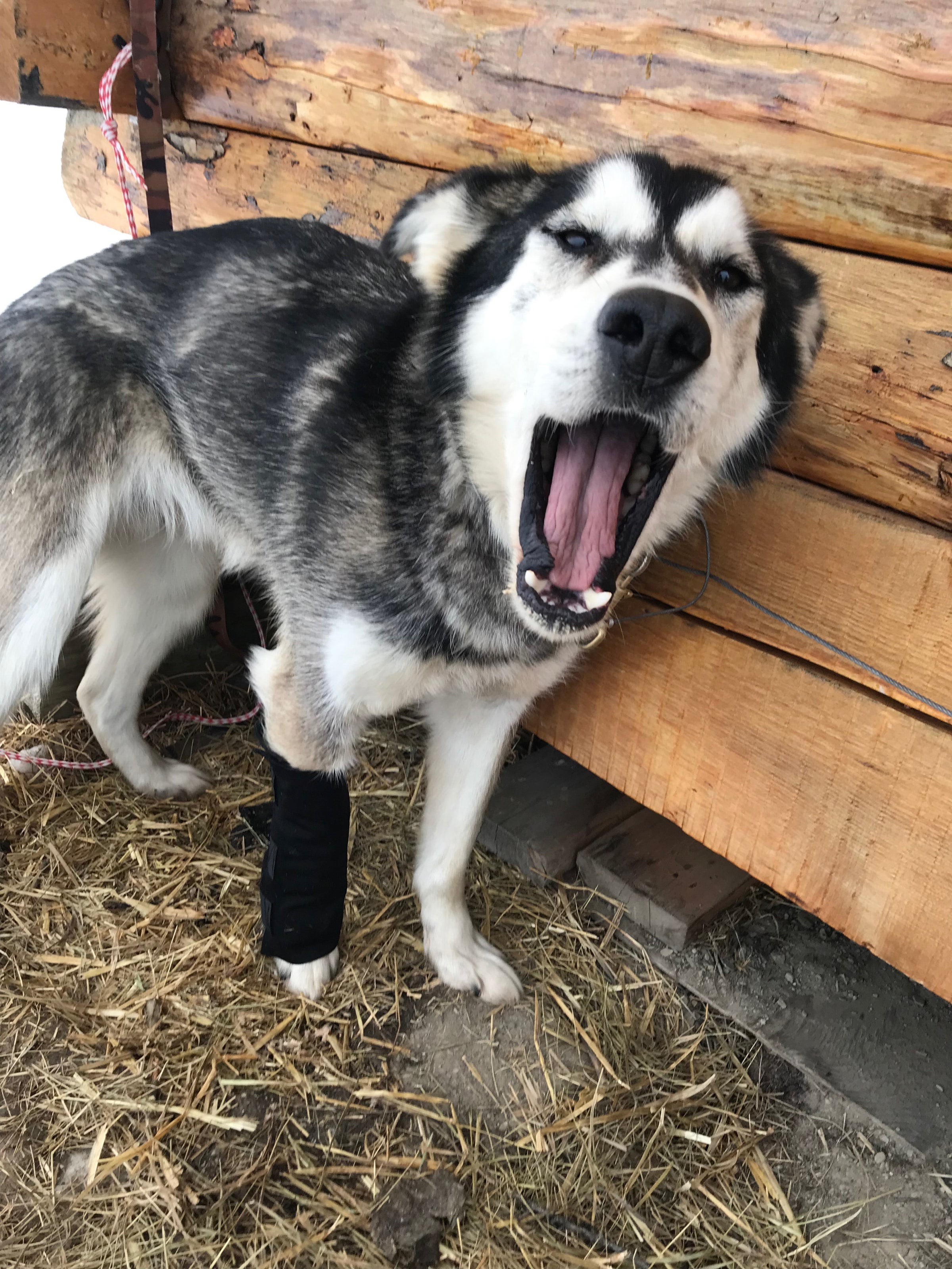 Dog outlet wrist wrap